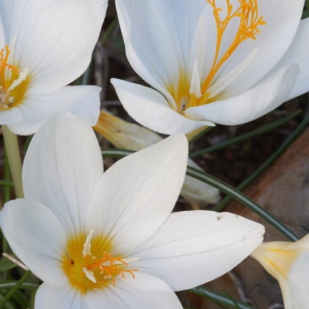 Greek - Autumn Art Crocus boryi